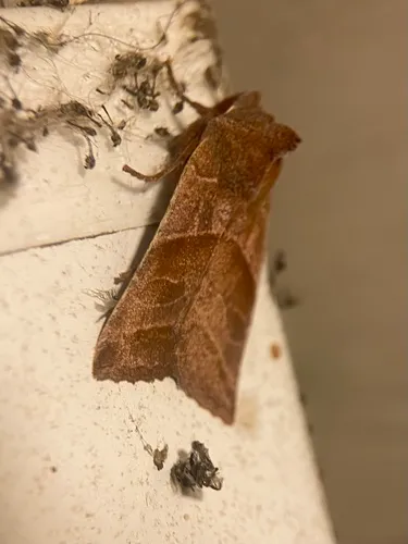 Eupsilia fringata