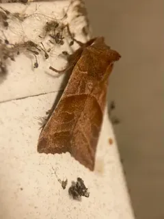 Eupsilia fringata thumbnail 1