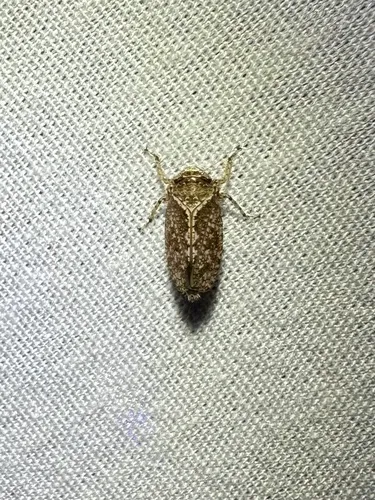 Texananus decorus