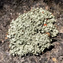 Peppered Rock-shield thumbnail 2
