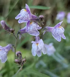 Pale Toadflax thumbnail 2