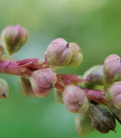 Carey's Smartweed thumbnail 2