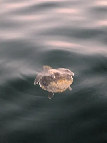 Kemp's Ridley Sea Turtle