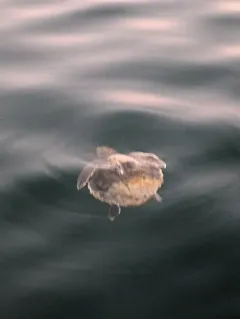 Kemp's Ridley Sea Turtle thumbnail 1