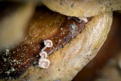 Strobilurus diminutivus thumbnail 2