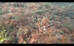 Atlantic Bluespotted Cornetfish thumbnail 3