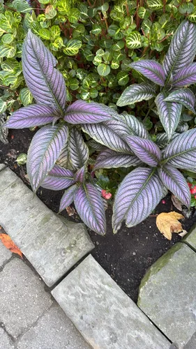 Strobilanthes auriculata