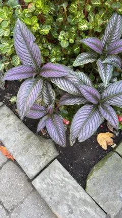 Strobilanthes auriculata thumbnail 1