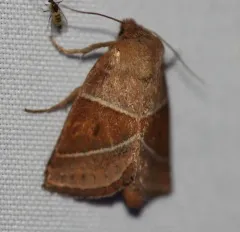 Fingered Lemmeria Moth thumbnail 2