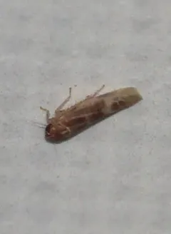 Matsumurasca convergens thumbnail 2