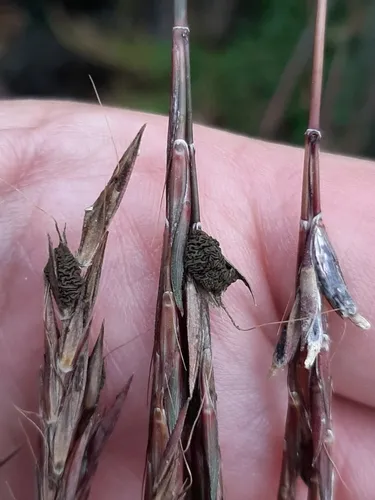 bluestem ergot