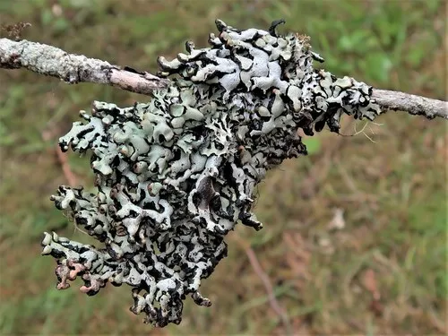 Beaded Tube Lichen