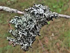 Beaded Tube Lichen thumbnail 1