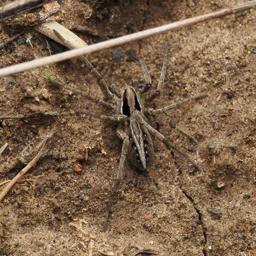 Schizocosa minnesotensis