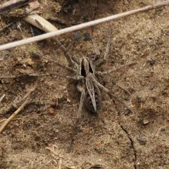 Schizocosa minnesotensis thumbnail 1