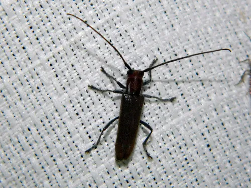 Thorn-limb Borer