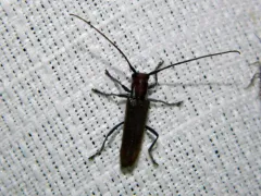 Thorn-limb Borer thumbnail 1
