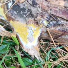 Penttilamyces olivascens thumbnail 2