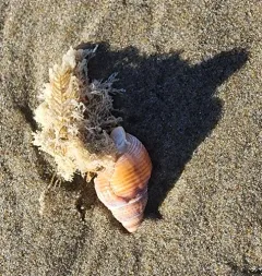 Channeled Basket Snail thumbnail 1