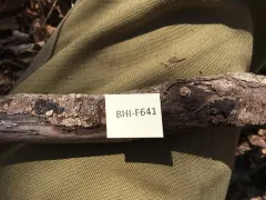 Entoleuca mammata thumbnail 1
