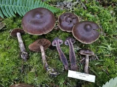 Cortinarius brunneus thumbnail 2