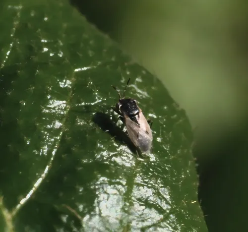 Western Big-eyed Bug