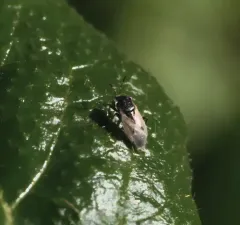 Western Big-eyed Bug thumbnail 1