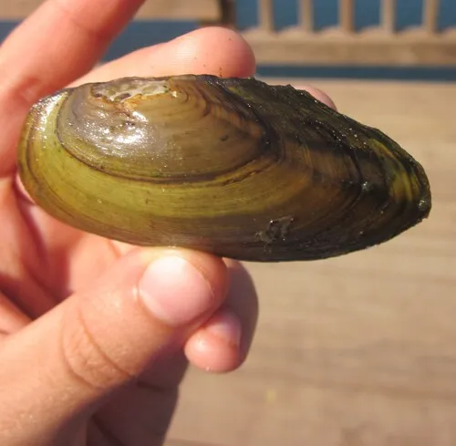 Paper Pondshell