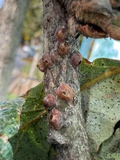 Oak Lecanium Scale thumbnail 2