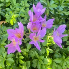 Autumn Crocus thumbnail 2