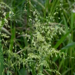 annual wild rice thumbnail 2