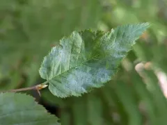 Erysiphe ornata thumbnail 4