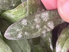 Podosphaera elsholtziae thumbnail 1