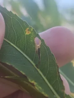 Coptodisca saliciella thumbnail 3