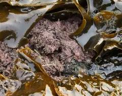 graceful coral seaweed thumbnail 2
