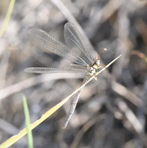 Brachynemurus abdominalis
