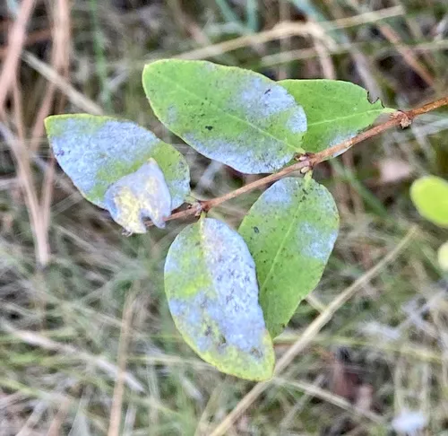 snowberry powdery mildew