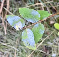 snowberry powdery mildew thumbnail 1