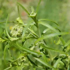 Branched Pepper-grass thumbnail 4