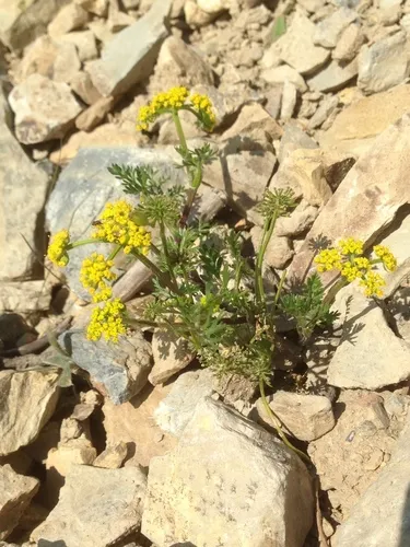 Sandberg's Desert-parsley