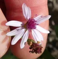 wavy-leaf aster thumbnail 1