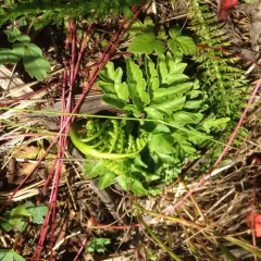 leathery grapefern thumbnail 2