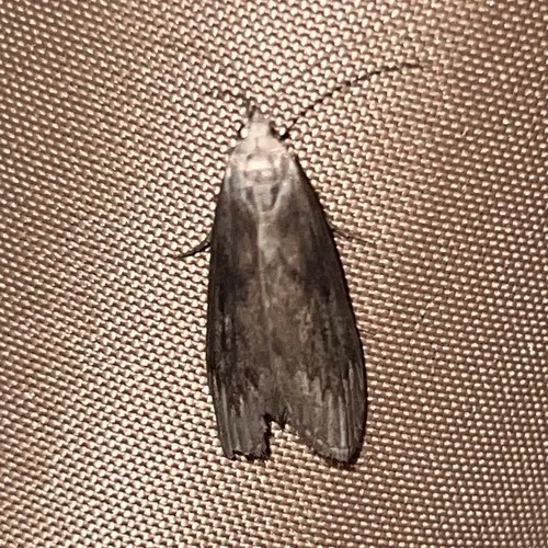Terrenella Bee Moth