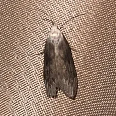 Terrenella Bee Moth thumbnail 1
