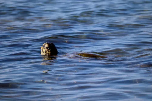 Green Sea Turtle