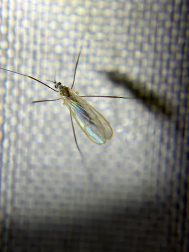 Cheilotrichia stigmatica