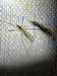 Cheilotrichia stigmatica thumbnail 1