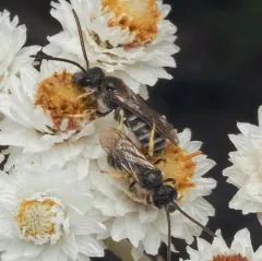 Comma Sweat Bee thumbnail 3