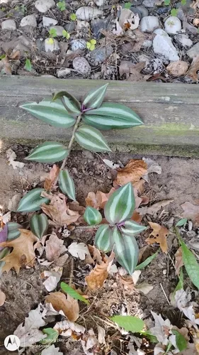 inchplant