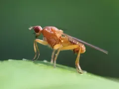 Scathophaga orcasae thumbnail 1